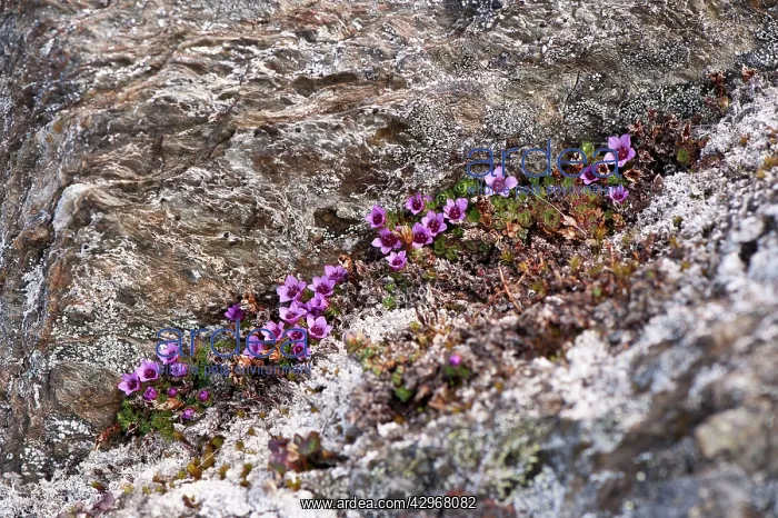 : Purple Saxifrage - Growing in cleft of rock : Purple Saxifrage - Growing in cleft of rock