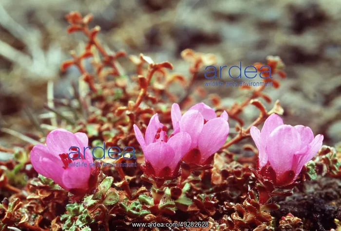 : Purple Saxifrage - Russian tundra flowers : Purple Saxifrage - Russian tundra flowers