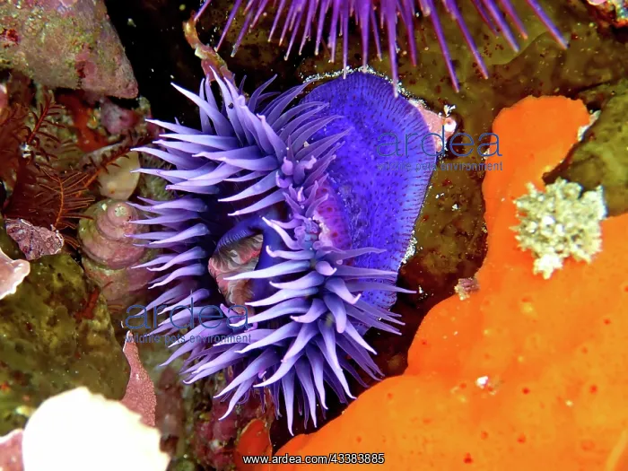 : Purple Sea Anemone, Knot Anemone (Bunodosoma capensis) : Purple Sea Anemone, Knot Anemone (Bunodosoma capensis)