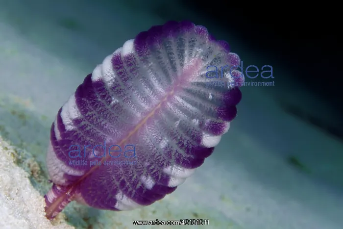 : Purple Sea Feather (Virgularia sp.) (Virgulariidae) : Purple Sea Feather (Virgularia sp.) (Virgulariidae)