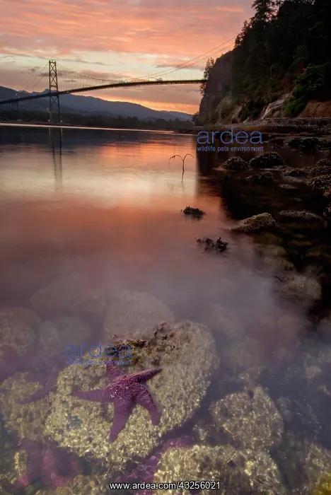 : Purple sea star, Asterias ochracea, and : Purple sea star, Asterias ochracea, and