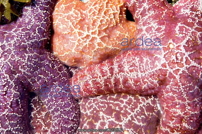 : Purple sea stars, Asterias ochracea, Long : Purple sea stars, Asterias ochracea, Long