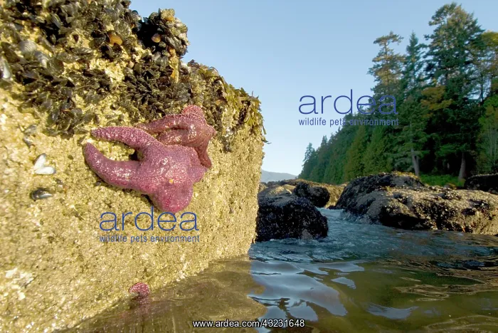 : Purple sea stars, Pisaster ochraceus, Stanley : Purple sea stars, Pisaster ochraceus, Stanley