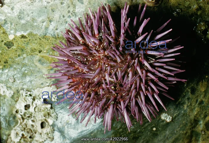 : PURPLE SEA URCHIN : PURPLE SEA URCHIN