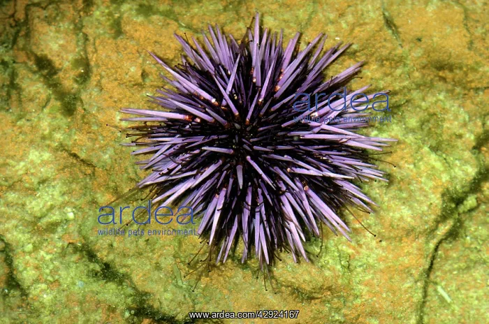 : PURPLE SEA URCHIN : PURPLE SEA URCHIN