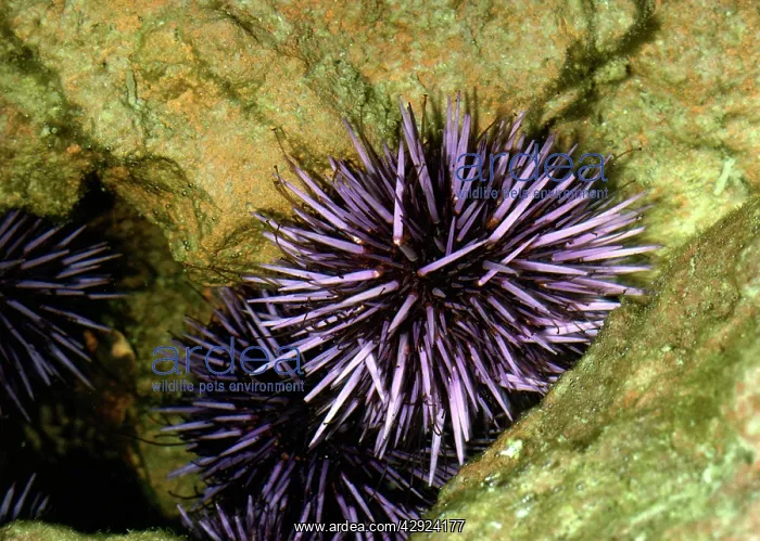  : PURPLE SEA URCHIN