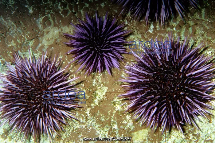 : Purple Sea Urchin : Purple Sea Urchin