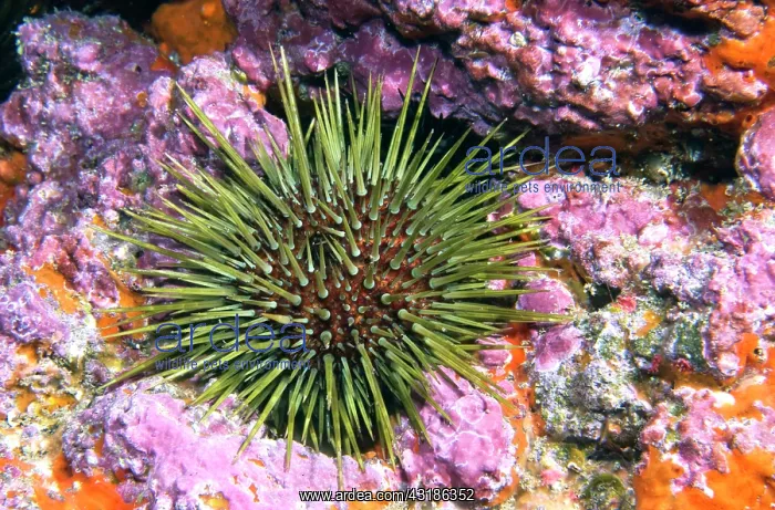 : Purple sea urchin (Paracentrotus lividus) on the : Purple sea urchin (Paracentrotus lividus) on the