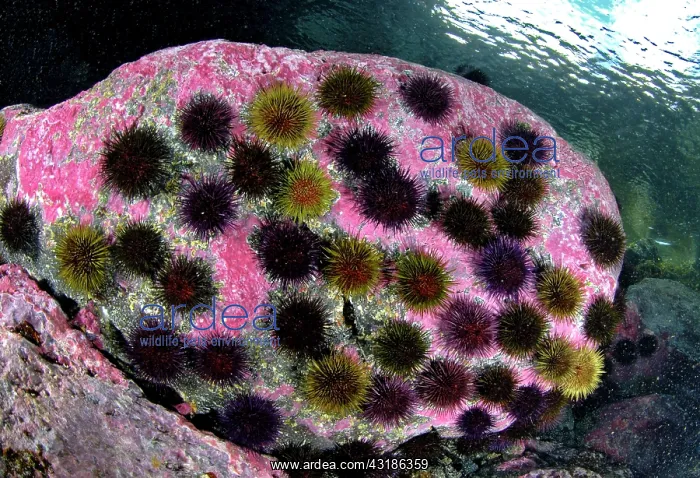 : Purple sea urchin (Sphaerechinus granularis) on : Purple sea urchin (Sphaerechinus granularis) on