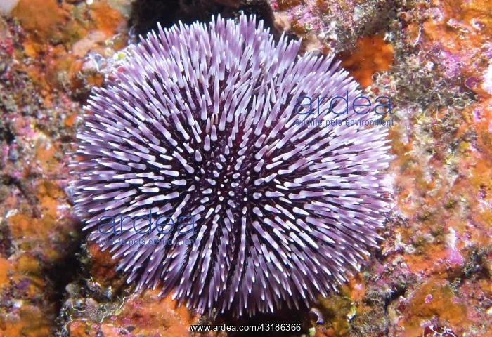 : Purple sea urchin (Sphaerechinus granularis), Tenerife : Purple sea urchin (Sphaerechinus granularis), Tenerife