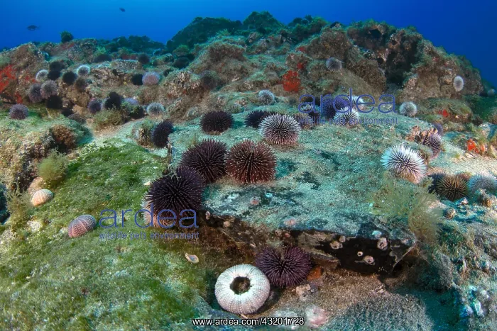 : Purple sea urchin (Sphaerechinus granularis). Unusual : Purple sea urchin (Sphaerechinus granularis). Unusual