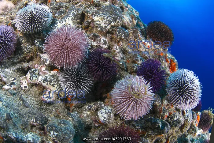: Purple sea urchin (Sphaerechinus granularis). Unusual : Purple sea urchin (Sphaerechinus granularis). Unusual