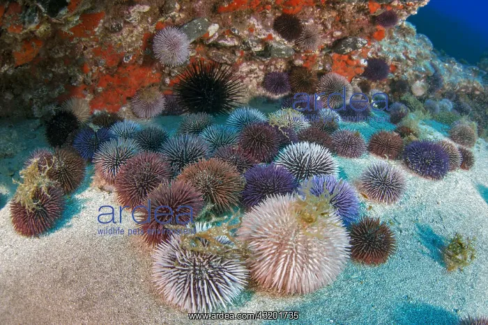 : Purple sea urchin (Sphaerechinus granularis). Unusual : Purple sea urchin (Sphaerechinus granularis). Unusual