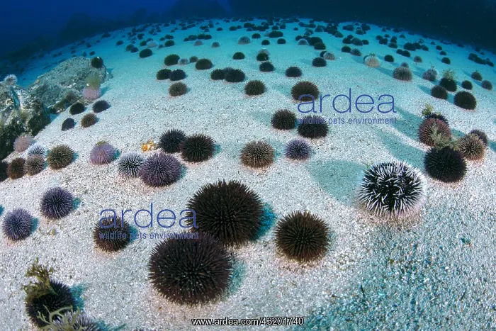 : Purple sea urchin (Sphaerechinus granularis). Unusual : Purple sea urchin (Sphaerechinus granularis). Unusual