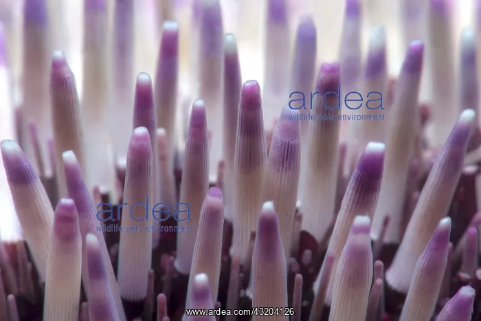 : Purple sea urchin (Sphaerechinus granularis), Tenerife : Purple sea urchin (Sphaerechinus granularis), Tenerife