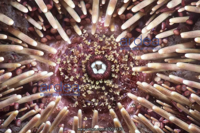 : Purple sea urchin (Sphaerechinus granularis). Detail : Purple sea urchin (Sphaerechinus granularis). Detail