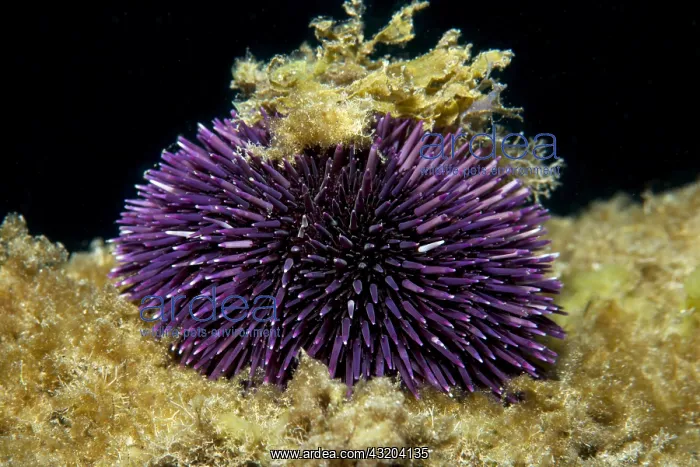  : Purple sea urchin (Sphaerechinus granularis), Tenerife