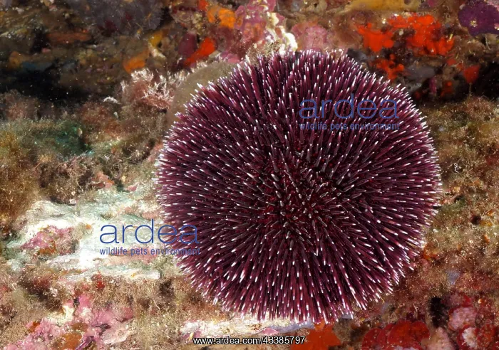 : Purple sea urchin (Sphaerechinus granularis), dive s : Purple sea urchin (Sphaerechinus granularis), dive s