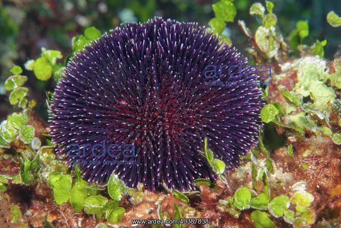 : Purple sea urchin (Sphaerechinus granularis) crawls : Purple sea urchin (Sphaerechinus granularis) crawls