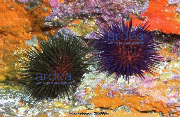 : Purple sea urchins (Paracentrotus lividus) on the : Purple sea urchins (Paracentrotus lividus) on the