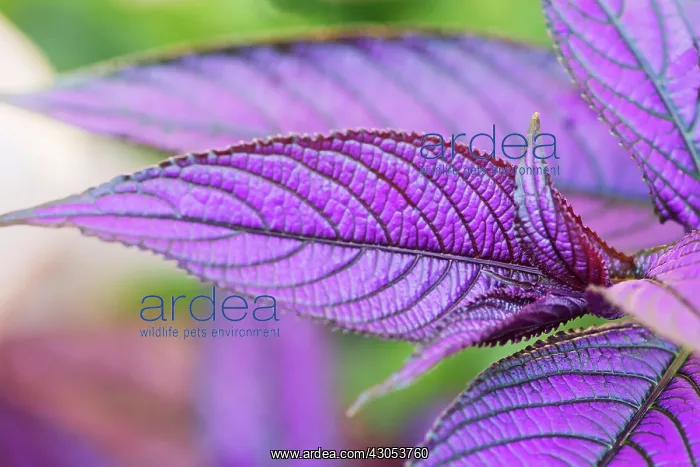 : Purple shield : Purple shield