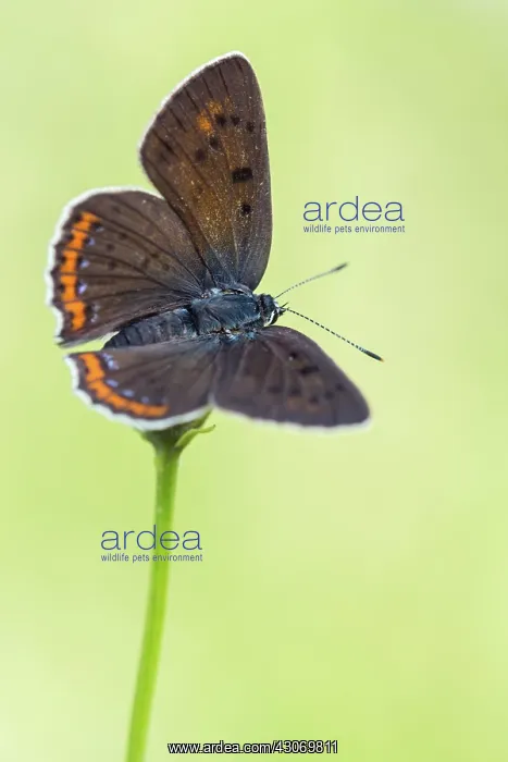 : Purple-shot Copper : Purple-shot Copper
