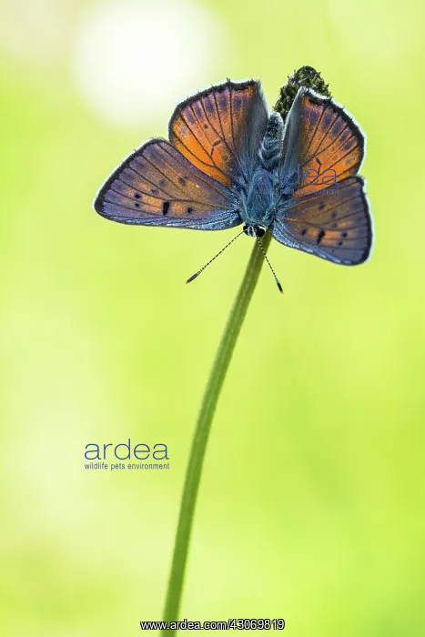 : Purple-shot Copper : Purple-shot Copper