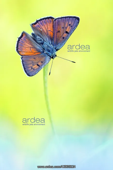 : Purple-shot Copper : Purple-shot Copper