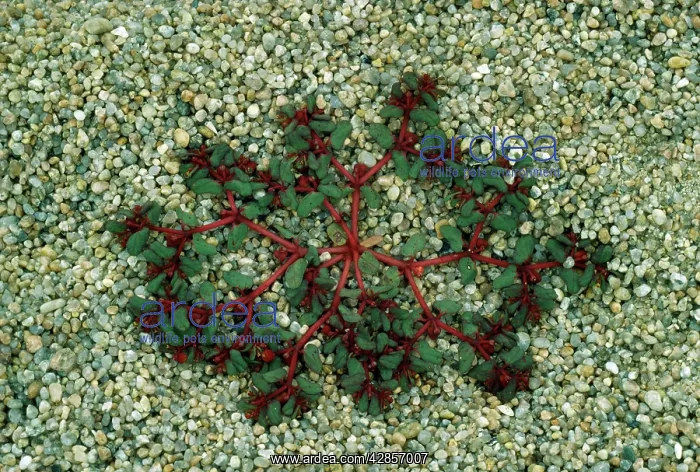 : Purple SPURGE : Purple SPURGE