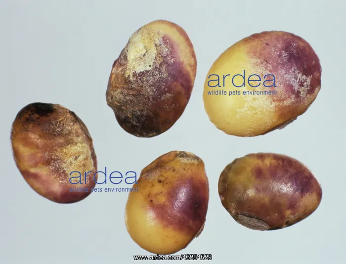 : Purple Stain (Cercospora kikuchii) on Soy seeds : Purple Stain (Cercospora kikuchii) on Soy seeds