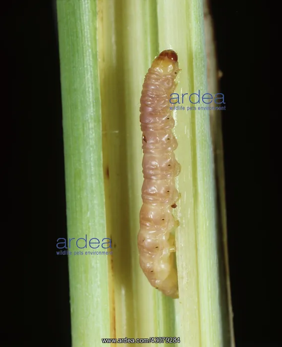  : Purple stem borer caterpillar