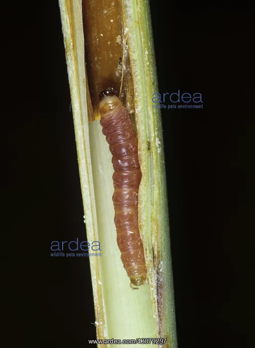  : Purple stem borer caterpillar
