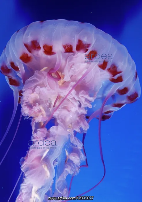 : Purple-stiped JELLYFISH : Purple-stiped JELLYFISH