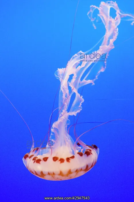 : Purple-striped Jelly : Purple-striped Jelly