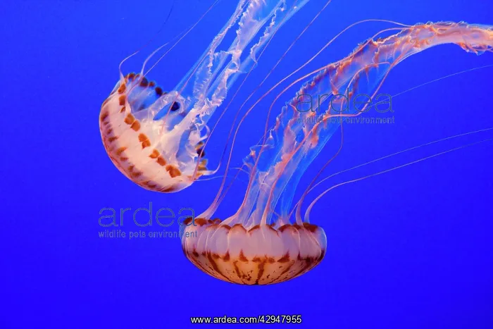 : Purple-striped Jelly : Purple-striped Jelly