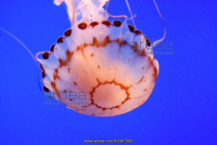 : Purple-striped Jelly : Purple-striped Jelly