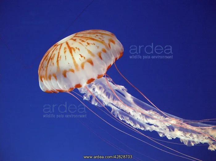 : Purple striped jellyfish : Purple striped jellyfish