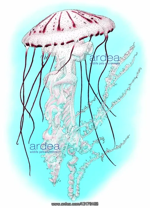 : Purple Striped Jellyfish : Purple Striped Jellyfish