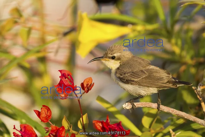 : Purple Sunbird (Cinnyris asiaticus) female, Oman : Purple Sunbird (Cinnyris asiaticus) female, Oman