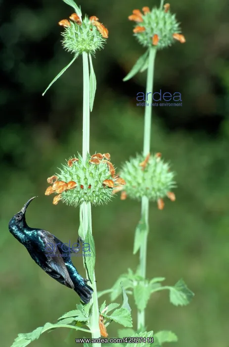 : Purple Sunbird - male feeding : Purple Sunbird - male feeding