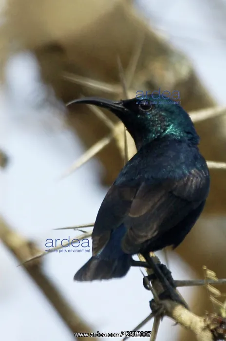 : Purple Sunbird - Perched on branch : Purple Sunbird - Perched on branch