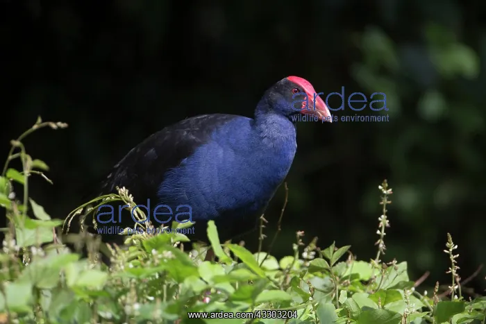 : Purple Swamphen - on top of a 2m bush : Purple Swamphen - on top of a 2m bush