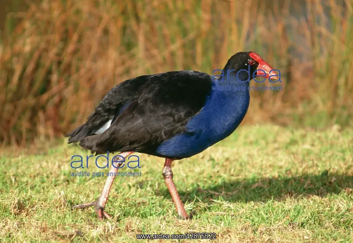 : PURPLE SWAMPHEN : PURPLE SWAMPHEN