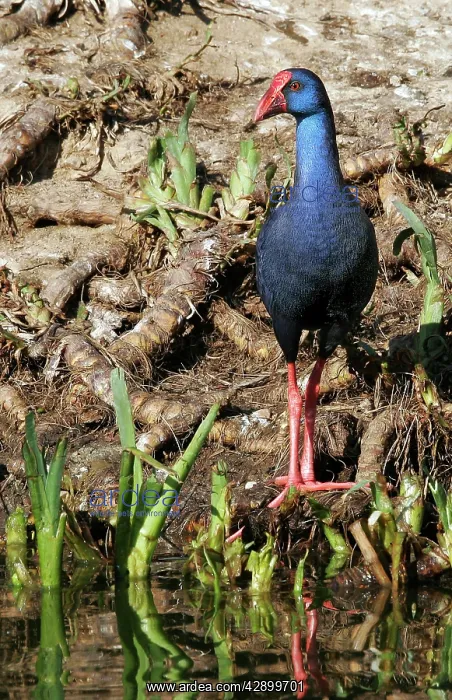 : Purple Swamphen : Purple Swamphen