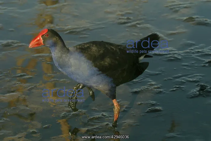 : Purple Swamphen : Purple Swamphen
