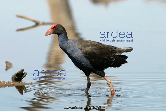 : Purple Swamphen : Purple Swamphen
