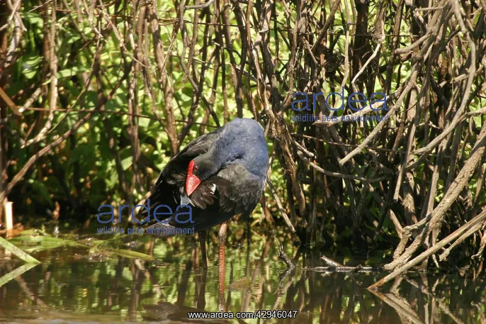 : Purple Swamphen : Purple Swamphen