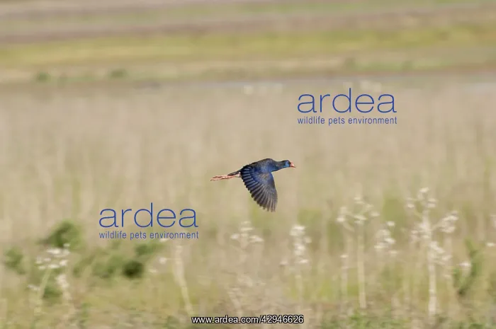 : Purple Swamphen : Purple Swamphen