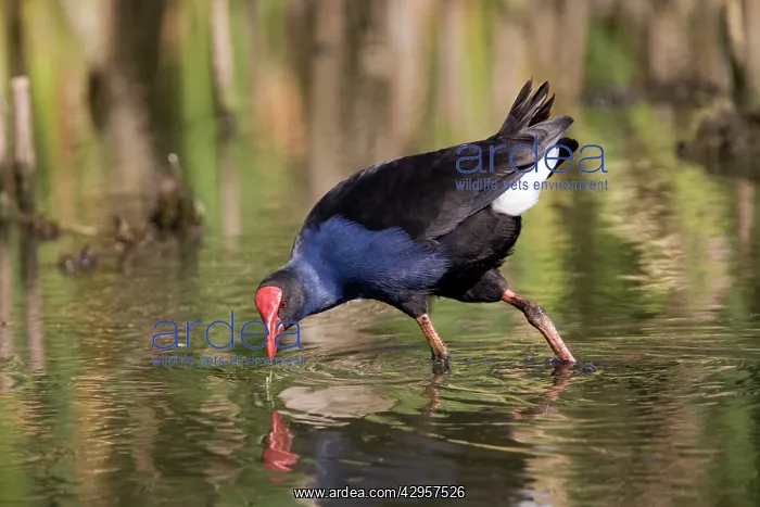 : Purple Swamphen : Purple Swamphen