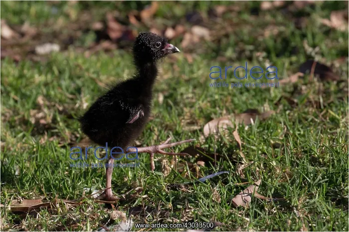 : Purple Swamphen - Australasian Swamphen - A chick : Purple Swamphen - Australasian Swamphen - A chick
